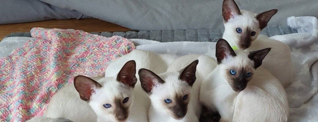 Siamese cat playtime Siamese breeders UK
