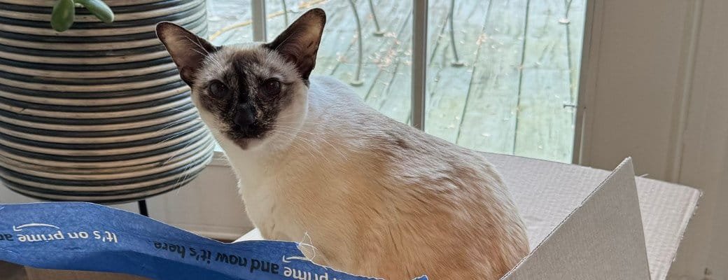 Siamese cat separation anxiety Siamese cat myths
