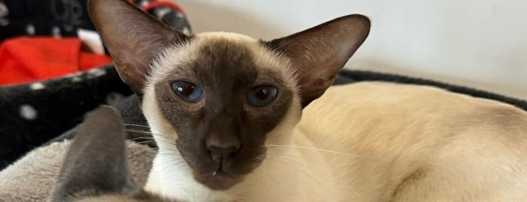 Should I get a Siamese if I’m out during the day