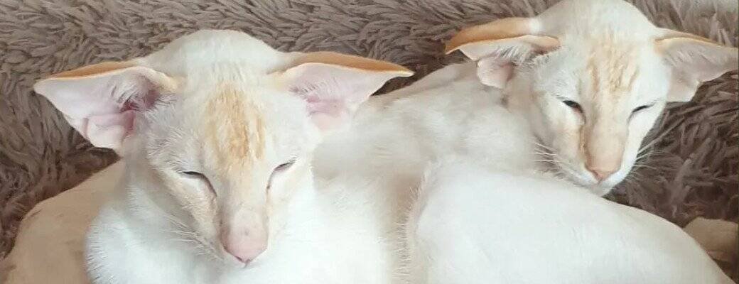 Siamese cat