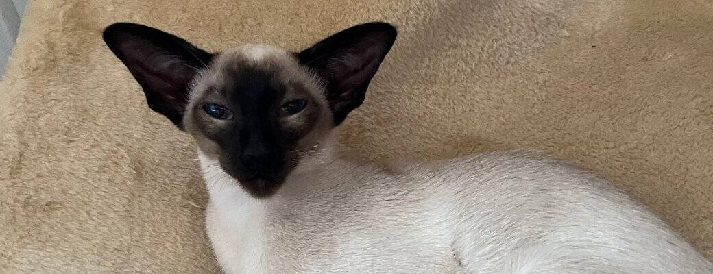 Siamese neutering advice UK What should I feed my Siamese cat
