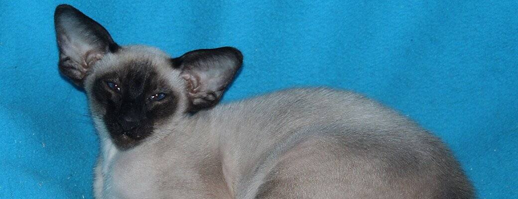 Siamese Cat Colours and Points Explained