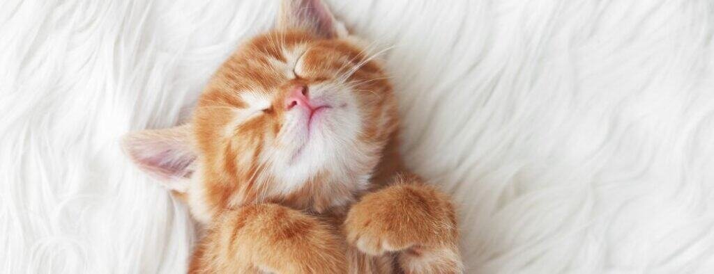 kitten checklist UK