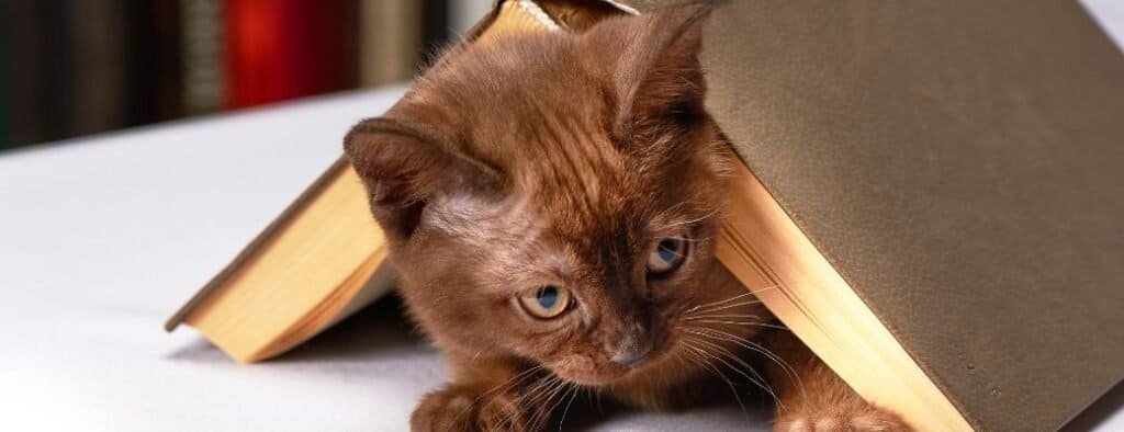 kitten essentials