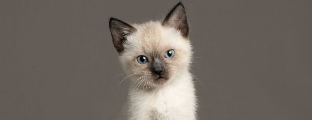 Kitten Proofing Your Home